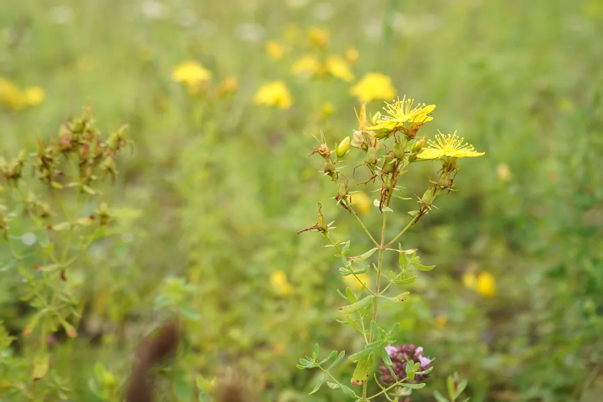 Naturschutzgebiet Wildert in Illnau-Effretikon.